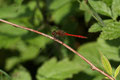 Gemeine Heidelibelle (Sympetrum)