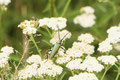 Moschusbockkäfer (Oedemeridae)