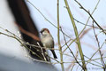 Haussperling (Passer domesticus)