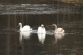  Familie Höckerschwan (Cygnus olor)