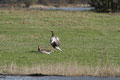 Graugänse (Anser anser); Enten