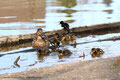 Stockentenmama (Anas platyrhynchos) mit ihren Küken; Enten