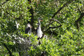 Nachwuchs bei den (Grau-)reihern (Ardea cinerea); Schreitvogel