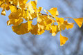 Ginkgo