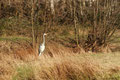 (Grau-)reiher (Ardea cinerea); Schreitvogel