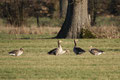 Graugänse (Anser anser); Enten