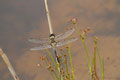 Vierflecklibelle (Libellula quadrimaculata)