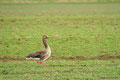 Graugänse (Anser anser); Enten