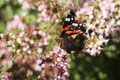 Admiral (Vanessa atalanta)