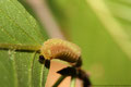 Die Raupe eines Faulbaumbläulings (Celestrina argiolus)