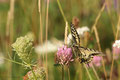 Schwalbenschwanz (Papilio machaon)