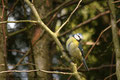 Meise; Blaumeise (Parus caeruleus); Jungvogel