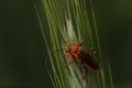 Brauner Weichkäfer(Rhagonycha fulva)