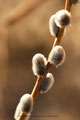 Sal - Weide (Salix caprea)