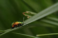 Ovaläugiger Blattkäfer (Chrysolina fastuosa)