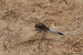 Großer Blaupfeil (Orthetrum cancellatum)