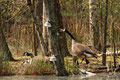 Kanadagans (Branta canadensis); Enten