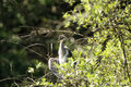 (Grau-)reiher (Ardea cinerea); Schreitvogel