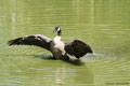 Badezeit bei der Kanadagans (Branta canadensis); Enten