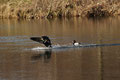  Kormoran (Phalacrocorax carbo) 