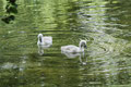  Familie Höckerschwan (Cygnus olor)