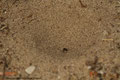 Ameisenlöwe; Larve der Ameisenjungfern (Myrmeleontidae)