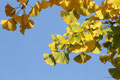 Ginkgo