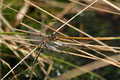 Heidelibelle (Sympetrum)