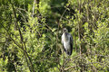 (Grau-)reiher (Ardea cinerea); Schreitvogel