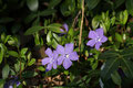 Kleines Immergrün (Vinca minor) (Hundsgiftgewächse)