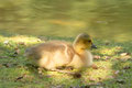 Nachwuchs bei den Kanadagänsen (Branta canadensis); Enten