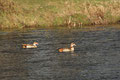 Nilgans (Alopochen aegyptiaca); Gans