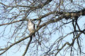 Mäusebussard (Buteo buteo); Greifvögel