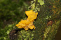 Goldgelbe Zitterling (Tremella mesenterica) 
