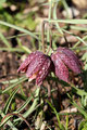 Schachbrettblume (Fritillaria meleagris); Fritillaria meleagris (Engl.)