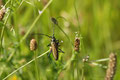 Moschusbockkäfer (Oedemeridae)