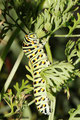 Raupe des Schwalbenschwanz (Papilio machaon)