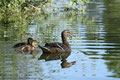 Stockentenmama (Anas platyrhynchos) mit ihren Küken; Enten