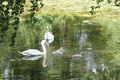  Familie Höckerschwan (Cygnus olor)