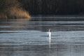 Höckerschwan (Cygnus olor); Enten