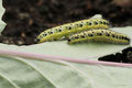 Großer Kohlweißling (Pieris brassicae)