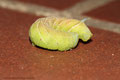 Die Raupe eines Abendpfauenauges (Smerinthus ocellata)