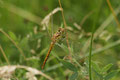 Heidelibelle (Sympetrum)