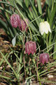 Schachbrettblume (Fritillaria meleagris); Fritillaria meleagris (Engl.)