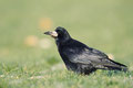 Saatkrähe (Corvus frugilegus) / ch196979