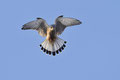 Turmfalke (Falco tinnunculus) / ch197071