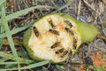 Gemeine Wespen (Vespula vulgaris) / ch196705