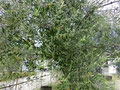 これがオリーブの木、花が咲き始めています