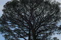 Baum in Amalfi
