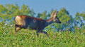 Uckermark 1